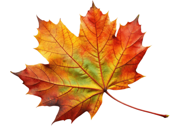3D Autumn Maple Leaf Watercolor PNG Graphics and Illustrations Review