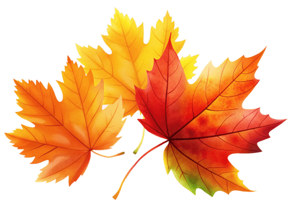 3D Autumn Red Maple Leaf Watercolor PNG Graphics and Illustrations Review
