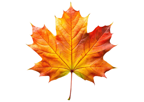 3D Maple Leaf Sign Emoji Icon Watercolor Graphics and Illustrations Review