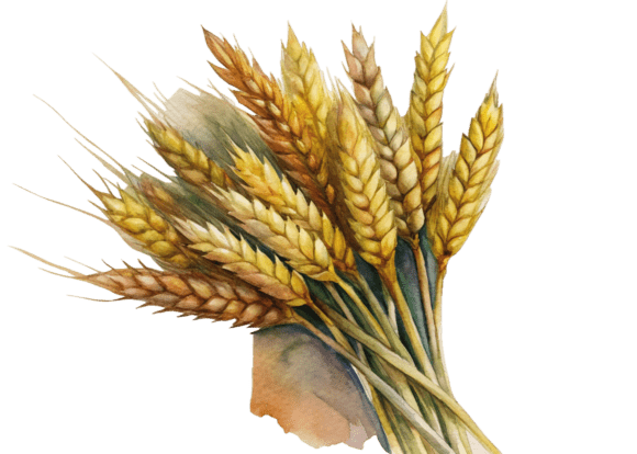 3D Sheaf of Wheat in Engraving Style PNG Graphics and Illustrations