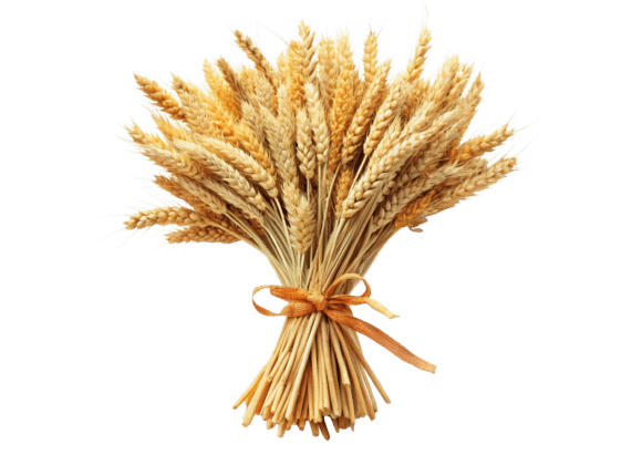 Watercolor 3D Sheaf of Wheat with Ribbon Graphics and Illustrations